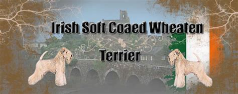 Soft Coated Wheaten terrier | Magyar Terrier Tenyésztők Egyesülete