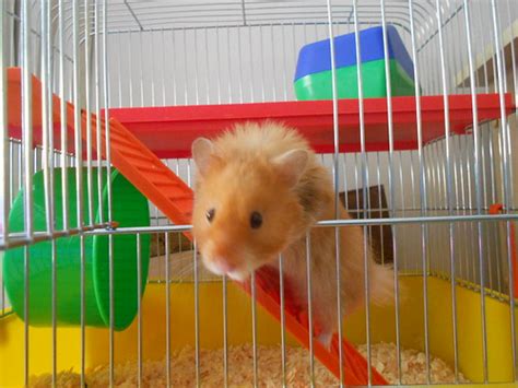 Male Syrian Hamster Cardiff Hamster Central