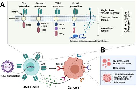 Current status and perspectives on CAR-T therapy