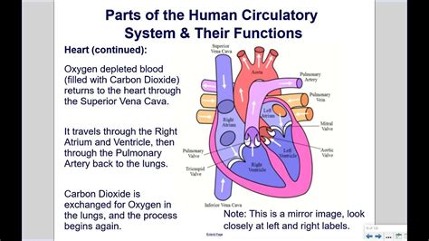 Parts Of The Human Circulatory System And Their Functions Youtube