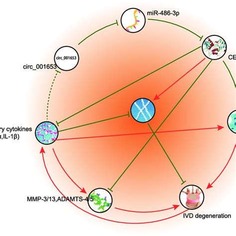 The Schematic Diagram Depicts The Regulatory Mechanism Of Circ 001653