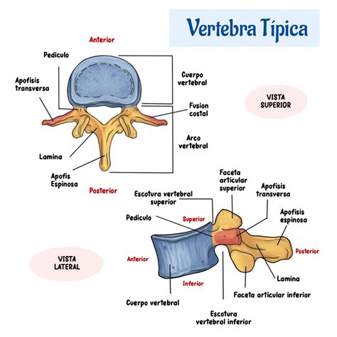 Vertebra T Pica Libros De Histologia Anatom A Del Esqueleto Humano