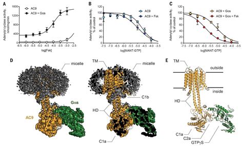 The Structure Of A Membrane Adenylyl Cyclase Bound To An Activated