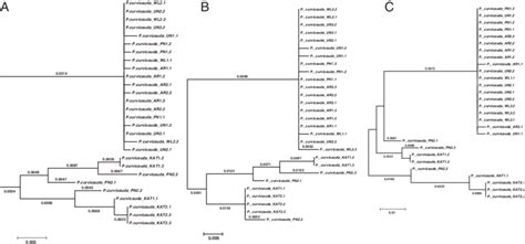 Molecular Phylogenetic Trees Of Representative Sequences Of The Partial Download Scientific