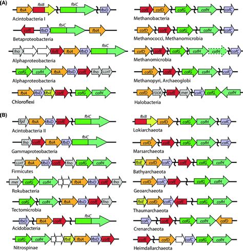 Genetic Organization Of F Biosynthetic Genes In Bacteria And