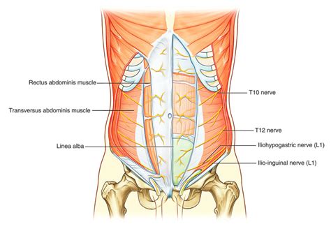 Nerves Of Anterior Abdominal Wall Anatomy Of The Abdomen Images