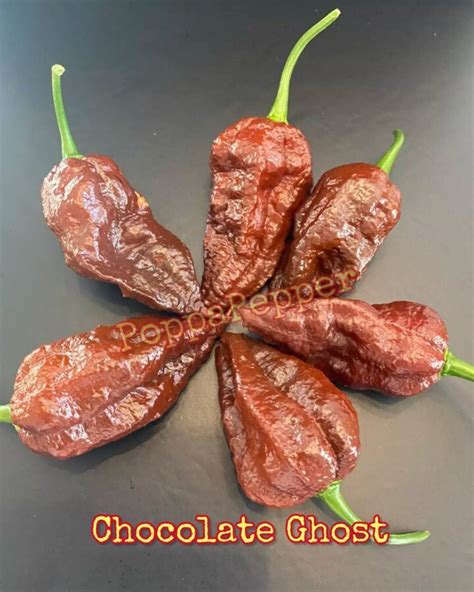 Chocolate Ghost Pepper Seeds - Etsy