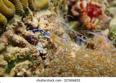 Underwater Marine Life Pederson Cleaner Shrimp Stock Photo 327606833