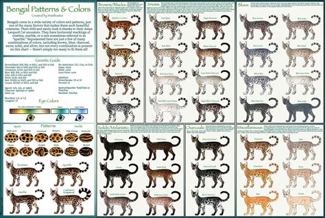 Bengal Cat Colors Rarest To Most Common A Z Animals