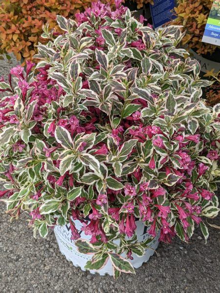 Weigela My Monet ‘purple Effect® Wilsons Garden Center