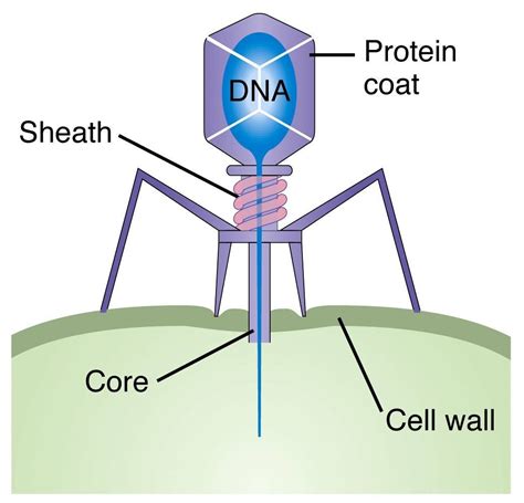 Bacteriophage Is A Virus That Infects And Destroys Bacteria They Have