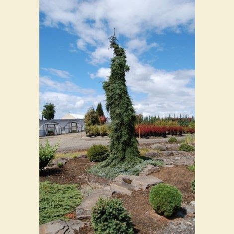 Picea Omorika Pendula Bruns Weeping Serbian Spruce Serbian Spruce