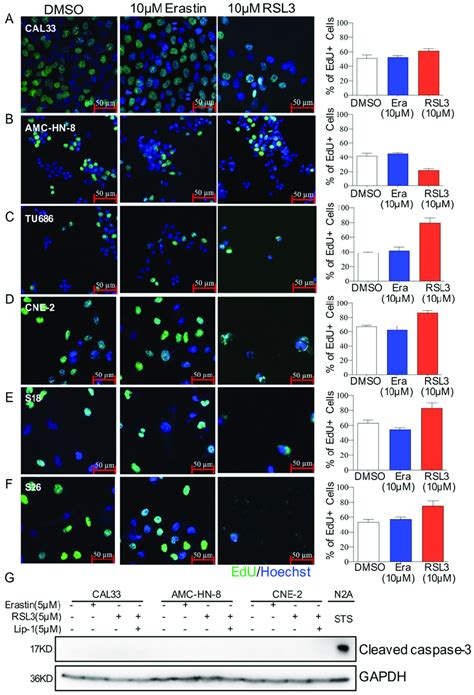 Morphology Of Hnscc Cells After Ferroptosis Inducer Treatment A F