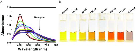 A Changes In The Uv Vis Absorbance Spectra Of Agnps With Different