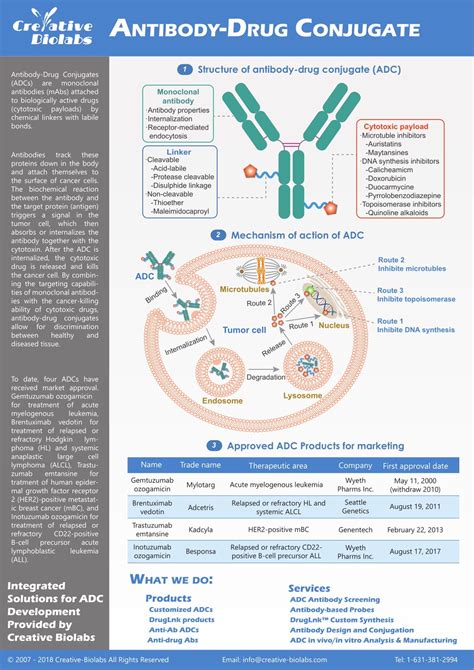 Ppt A Brief Introduction Of Antibody Drug Conjugate Powerpoint