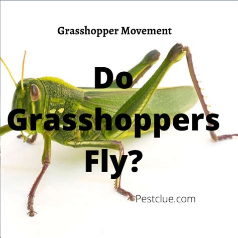 Grasshopper Quotes ShortQuotes Cc