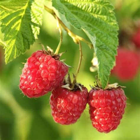 10 Nearly Thornless Raspberry Plants Live Red Raspberry