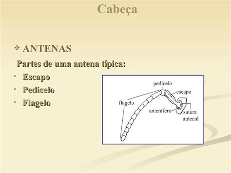 Solution Morfologia Externa Dos Insetos Studypool