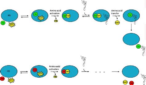 Figure 1 From The Proofreading Mechanism Of Isoleucyl TRNA Synthetase