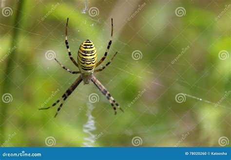 Bruennichi Do Argiope Da Aranha Da Vespa Foto De Stock Imagem De