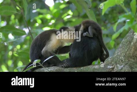 Grooming Session With Wild White Faced Monkeys In The Jungle Mother