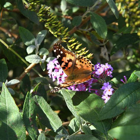 Hungry Fritillary Butterfly Photograph By Robert Tubesing Fine Art