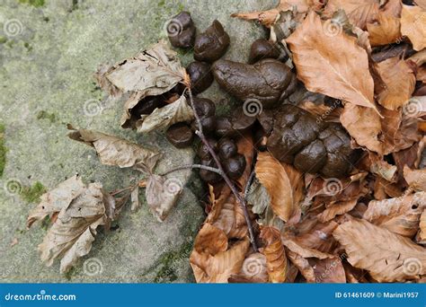 Feces Stock Image Image Of Animal Excrement Feces 61461609