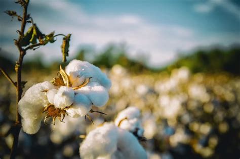 Is Cotton Biodegradable Naturaler