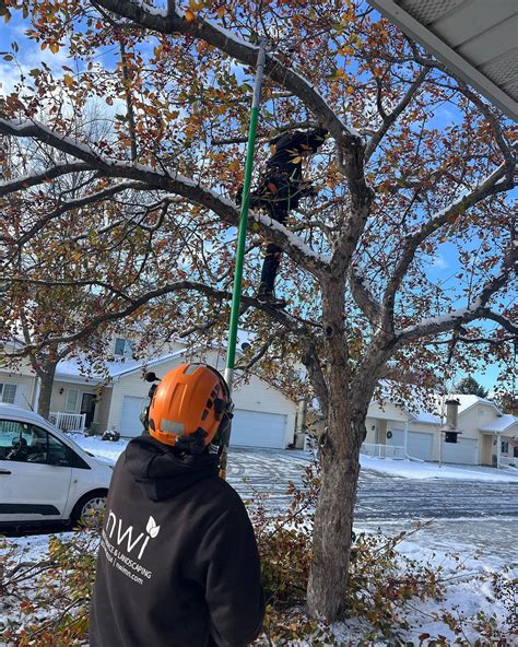 Roseville Tree Trimming