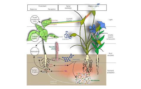 科学网—the Plant Journal：植物与植物间相互作用自然变异分子基础 郝兆东的博文