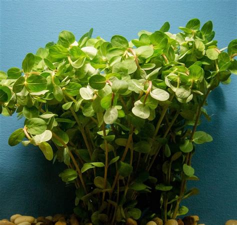 Rotala indica (Rotala sp. red) bunch – KJE Aquatics