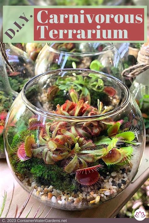 Create A Fascinating Carnivorous Terrarium Container Water Gardens Carnivorous Plants