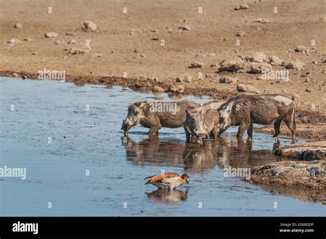 Common Warthog Phacochoerus Africanus In Watering Hole Etosha