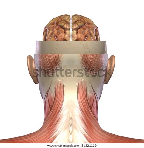 Female Anatomy Body Stock Illustration 31321129 | Shutterstock