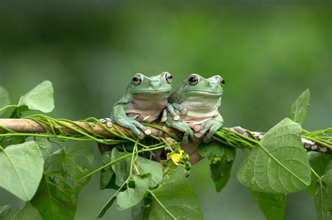 Amphibians Photos, Download Free Amphibians Stock Photos & HD Images