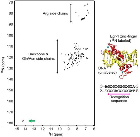 Figure 2 From NMR Scalar Couplings Across Intermolecular Hydrogen Bonds