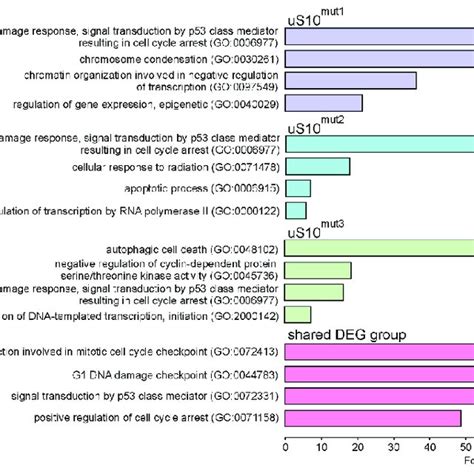 Gene Ontology Go Enrichment Analysis Of Biological Processes For Download Scientific Diagram