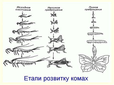 Комахи - презентація з біології