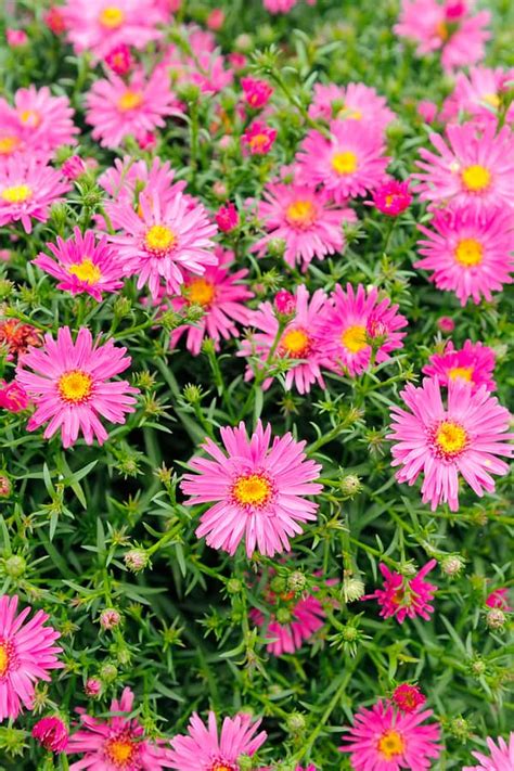 23 Most Beautiful Perennial Flowers For Your Garden