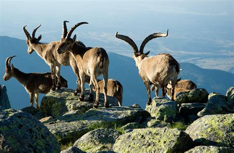 Gredos Ibex - Beni-Ibex