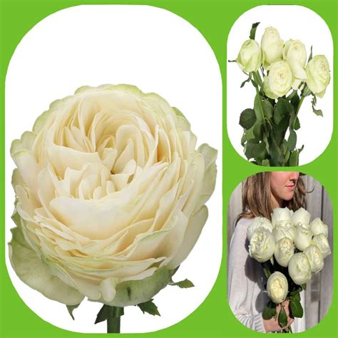 Pure Blonde Garden Scented Roses Aisha Flowers