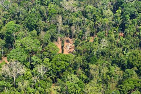 Dados Do Prodes Indicam Que Desmatamento Da Amaz Nia Em Mato Grosso Cai