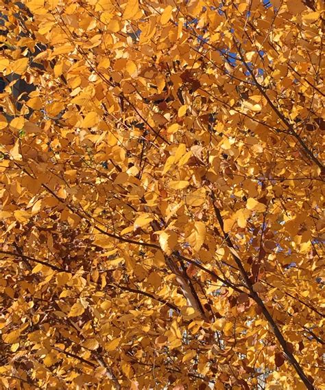 Plants For Dallas Your Source For The Best Landscape Plant