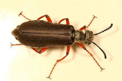 Blister Beetle Lytta Aenea Bugguide Net