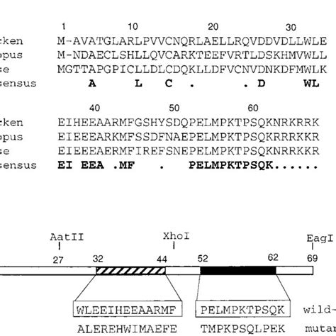 The Incenp Minimal Centromere Targeting Module Residues Contains