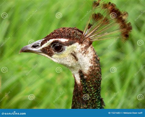 Close up of peahen stock image. Image of feathers, peahen - 1521683