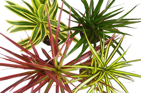 Different Dracaenas Variety Pack Live House Plant Free Care Guide