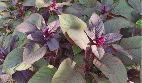 Амарант – что это и в чем его польза и вред для человека!