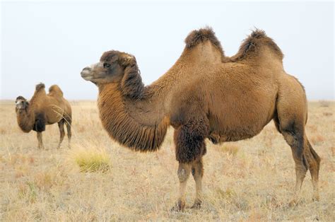 Dromedary And Bactrian Camels