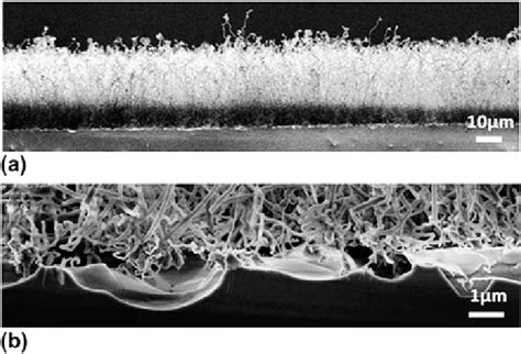 A A Typical Sem Cross Sectional Image Of The Uniformly Grown Nw Film